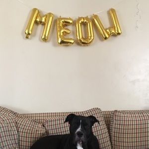 Meet your Posher, Cheyenne